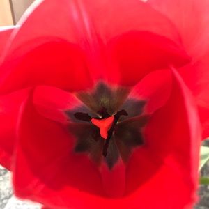 Meet your Posher, Sue